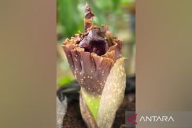 Bunga bangkai mekar di Rumah Kaca Laboratorium Pendidikan Biologi ULM