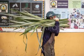 Pemanfaatan limbah daun nanas menjadi produk bernilai ekspor Page 1 Small