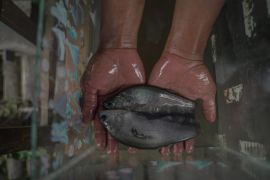 Kelompok budidaya ikan Tunas Makmur sukses domestikasi ikan belida putak, dukung implementasi regulasi baru KKP