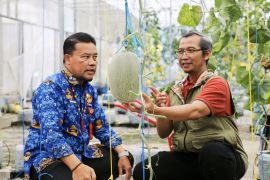 TPHP Kalteng-UPN Yogyakarta budi daya melon unggulan