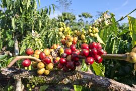 Pemprov Lampung: Budidaya kopi sistem pagar dapat tingkatkan produksi