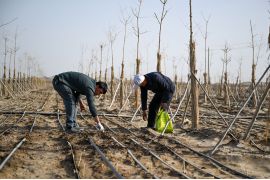 Xinjiang ciptakan keajaiban baru dalam perangi penggurunan