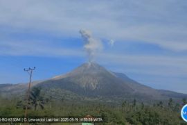 Gunung Lewotobi Laki-laki hari ini lontarkan abu setinggi 1.000 meter