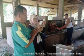 Pasaman Barat salurkan 2.925 dosis vaksinasi PMK