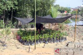 Penanaman 3000 batang bakau merah di Dumai Page 1 Small