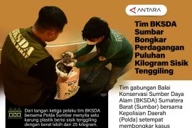 Tim BKSDA Sumbar bongkar perdagangan puluhan kilogram sisik tenggiling
