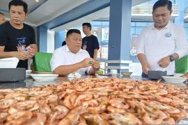 Bangka Belitung bidik ekspor udang ke Arab Saudi