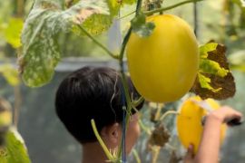 Petik Melon hingga jadi detektif cilik, anak bisa belajar seru di Nara Kupu Sleman