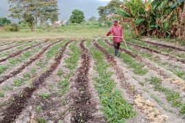 Manfaat MBG mulai  dirasakan petani dan siswa di Kayong Utara