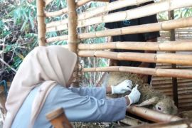 Cegah PMK, DKPP Kota Madiun rutin vaksinasi ternak