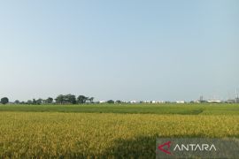 Pemkab Indramayu optimalkan perlindungan petani lewat program AUTP