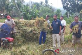 Perum Bulog Cabang Padangsidimpuan siap serap kembali gabah kering panen petani