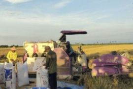 Bulog Kanwil Jambi serap 4.620 ton gabah kering panen