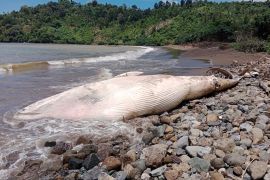 Paus Balin sepanjang 7 meter ditemukan mati di Pantai Tulungagung