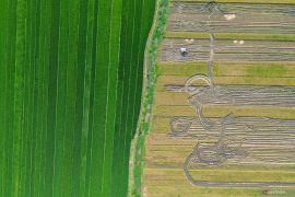 Proyeksi produksi padi nasional