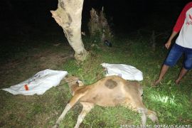 Pemkab Mentawai laporkan puluhan sapi terjangkit Virus Jembrana