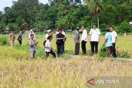 Pemkot Pariaman anggarkan pembelian drone pada 2026 atasi hama wereng