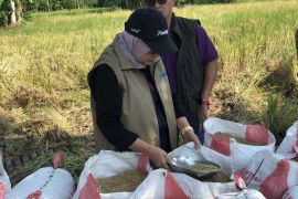 Bulog serap gabah petani Kabupaten OKI Sumsel sesuai HPP