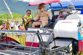 Pemkab Banggai upaya dorong kemandirian pangan lewat program strategis