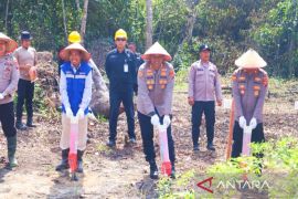 Polres Madina - PT SMGP sukseskan Asta Cita presiden melalui tanam Jagung kuartal III