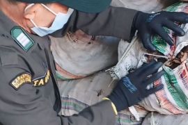 Karantina Malut  pastikan 480 ton kopra dan kayu kelapa bebas OPTK