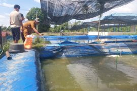 DKPP Batola segera luncurkan ATM Beras pada 2026