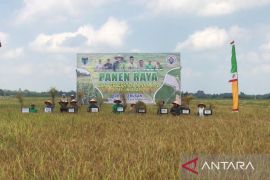 Pemkab Batang Hari panen raya di Desa  Terusan