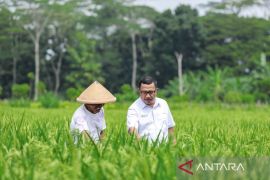 Pupuk Kaltim jangkau 50.918 petani melalui program Agrosolution