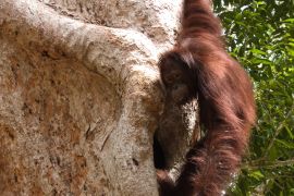 Komitmen PalmCo di Kalimantan menjaga rimba dan menyelamatkan orangutan
