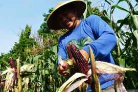 Budi daya jagung ungu di Madiun