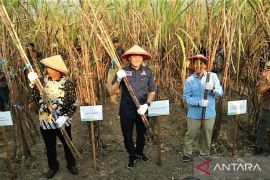 Ibas dorong petani tebu Madiun andil wujudkan swasembada gula