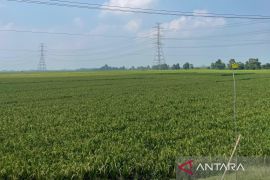Distan sebut jumlah panen padi di Cirebon melampaui target