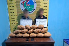 Polres Pasaman gagalkan peredaran 15 paket besar ganja