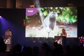 Kucing-kucing luar biasa dapat piala National Cat Awards di London