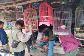 BKSDA Sumbar lakukan pengawasan peredaran satwa dilindungi di Agam (Video)