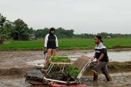 Brigade Pangan di Belitung bantu optimalkan lahan sawah