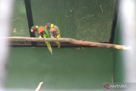 BKSDA Bali inginkan tutupan hutan terjaga sebelum lepas satwa