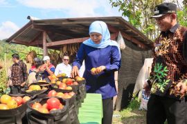 Khofifah minta pemda serap tomat petani guna stabilkan harga
