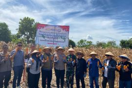 Sidrap panen raya jagung dukung ketahanan pangan