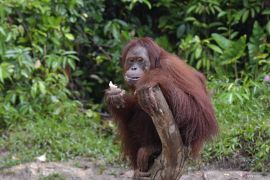 PTPN IV PalmCo salurkan Rp126 juta untuk rehabilitasi 3 orangutan BOS