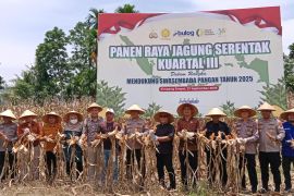 Tanam 250 hektare, Polres Pasaman Barat panen raya jagung serentak kuartal III