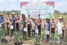 Polda Kalsel panen 700 ton jagung penuhi kebutuhan Bulog
