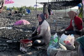 M4CR libatkan 1.128 warga Riau untuk rehabilitasi mangrove