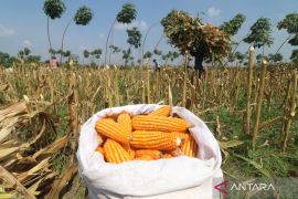 Pemerintah siap salurkan SPHP jagung 500 ribu ton pada 2026