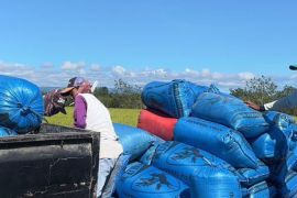 Bulog Maluku serap 3,9 ton gabah di Pulau  Buru