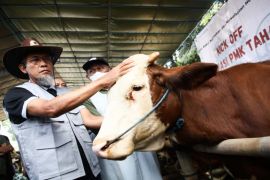 Pemprov Jateng vaksinasi PMK sejuta hewan ternak