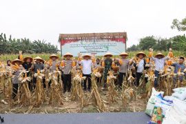 Polda Banten realisasikan panen jagung 1.772 hektare di Ciruas Serang