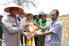 Panen Raya Jagung Serentak Kuartal III, Polres Tapsel tegaskan dukungan Polri untuk rakyat