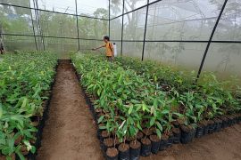 PLN bantu pembibitan dukung durian merah jadi ikon Banyuwangi