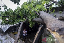 Pohon tumbang akibat hujan angin di Tangerang